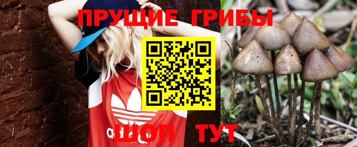 Псилоцибиновые грибы Psilocybe Павловский Посад